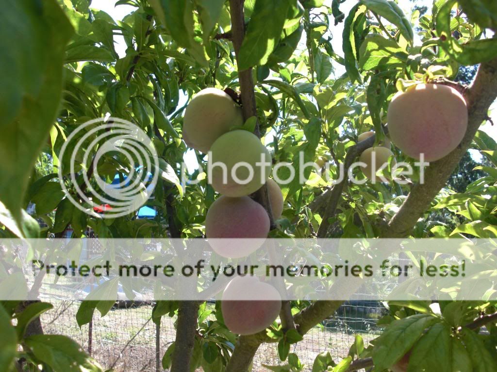 elephant heart plum photo orchardpics033.jpg